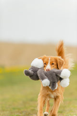 Hund