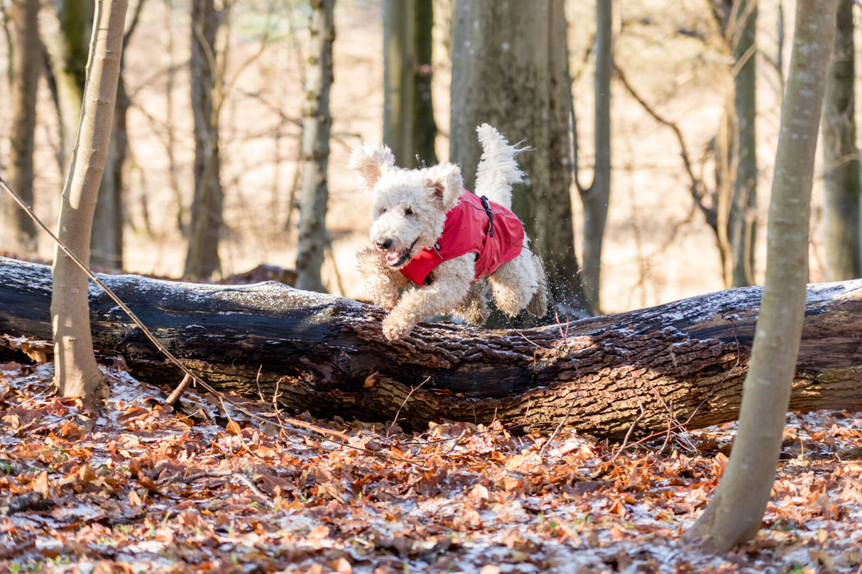 Ein kleiner Hund mit rotem Mantel springt über einen Baumstamm im Wald.