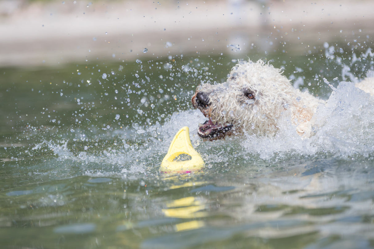 Ein Hund mit weißem, lockigem Fell spielt im Wasser mit einem gelben Spielzeug.