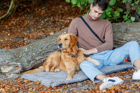 Ein Mann sitzt neben einem Golden Retriever auf einer Decke im Wald.