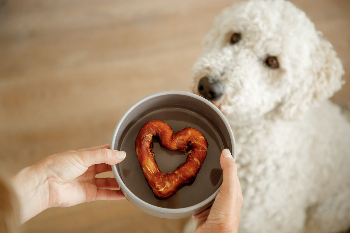 Eine Schüssel mit herzförmigem Hundeleckerli wird einem weißen Hund präsentiert.