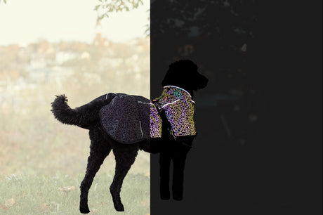 Ein Hund mit reflektierender Jacke steht auf einer Wiese, Hintergrund unscharf.