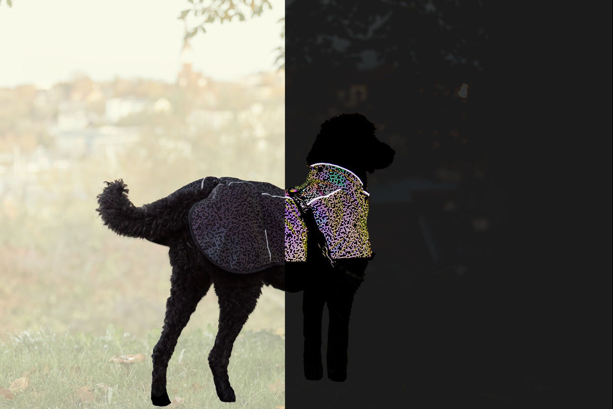 Ein Hund mit reflektierender Jacke steht auf einer Wiese, Hintergrund unscharf.