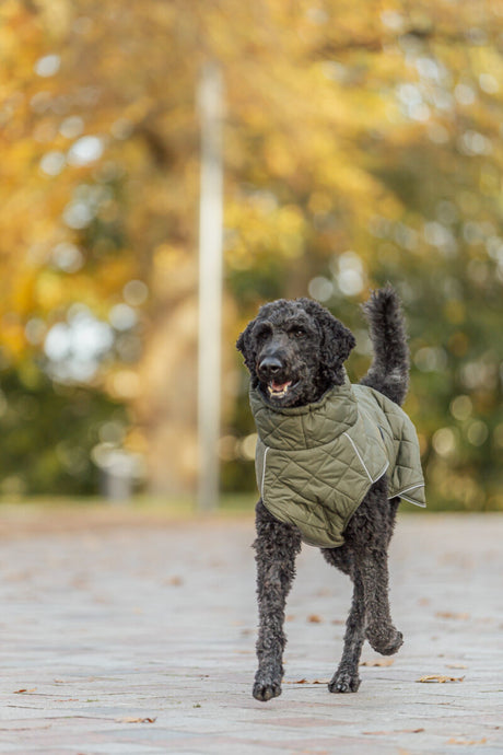 Schwarzer Hund mit lockigem Fell trägt eine grüne Jacke und läuft auf einem gepflasterten Weg.