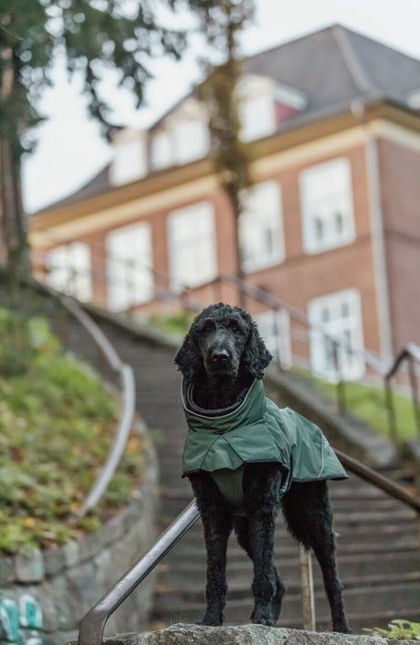 Schwarzer Hund trägt grünen Mantel und steht vor einer steinernen Treppe vor einem Haus.