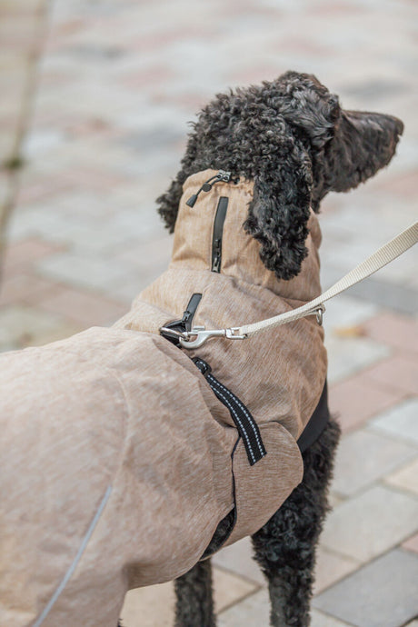 Schwarzer Hund mit beiger Jacke an einer Leine steht auf einem gepflasterten Weg.