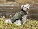 PHO_IMAGE_DOG_Havaneser-Cody-Mantel-Arlay-Natur-2