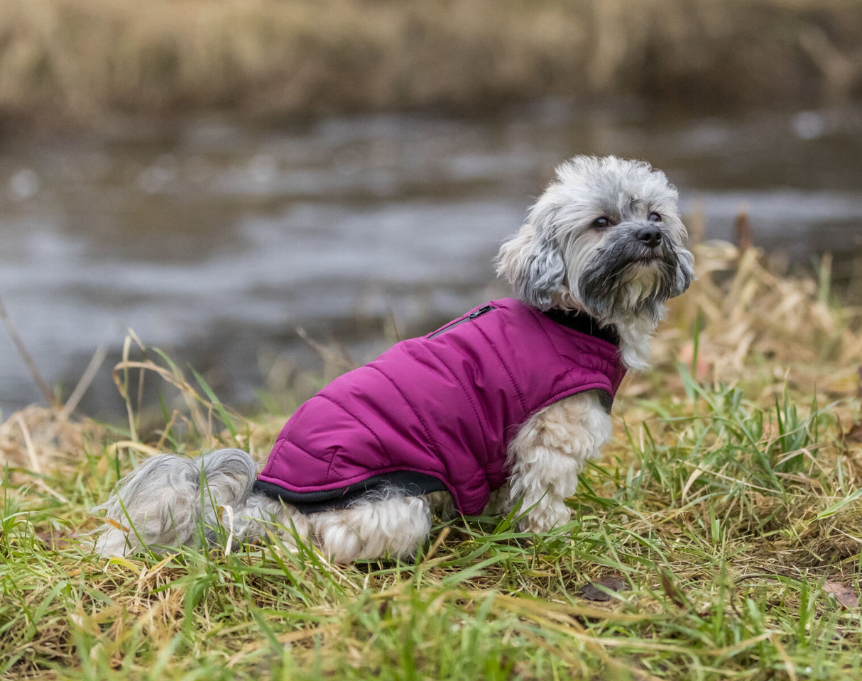 PHO_IMAGE_DOG_Havaneser-Mia-Mantel-Arlay-Natur-3