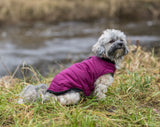 PHO_IMAGE_DOG_Havaneser-Mia-Mantel-Arlay-Natur-3