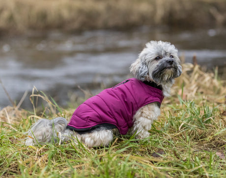 PHO_IMAGE_DOG_Havaneser-Mia-Mantel-Arlay-Natur-3