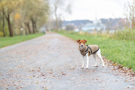 Ein kleiner Hund in brauner Jacke steht auf einem mit Blättern bedeckten Weg im Freien.