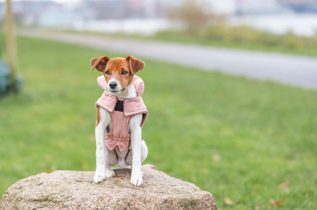 Hund mit braun-weißem Fell trägt rosa Weste und sitzt auf einem Stein im Grünen.