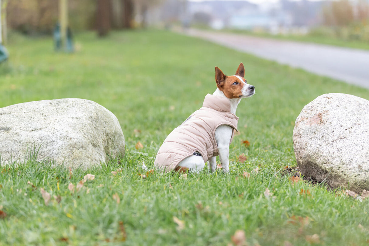 Hund mit beigem Mantel sitzt zwischen zwei Steinen auf einer Wiese.