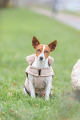 PHO_IMAGE_DOG_JackRussel-Nieke-Wintermantel-Lesmont-Natur-3