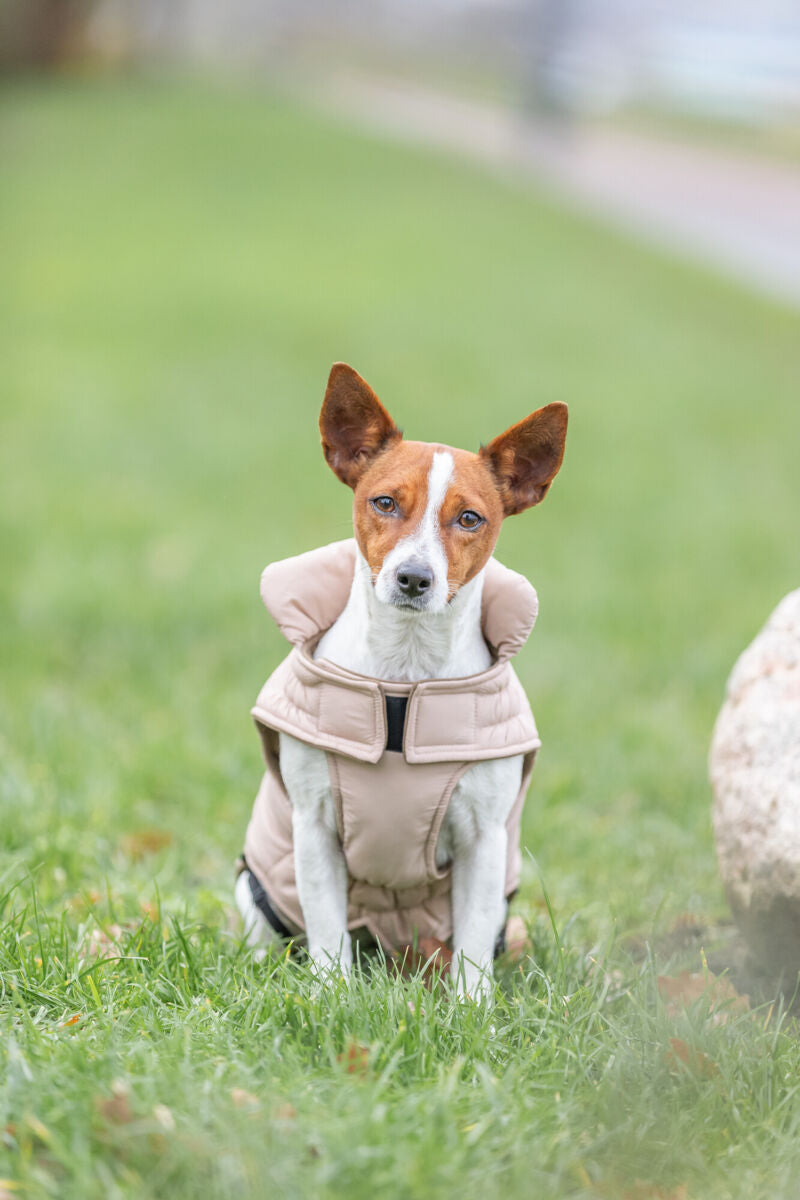 Hund mit beigem Mantel sitzt auf Grasfläche.