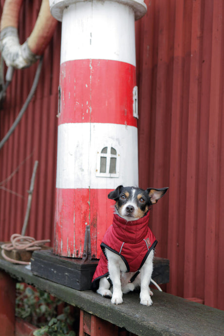 Kleiner Hund in roter Jacke sitzt vor dekorativem Leuchtturm an einer roten Holzfassade.