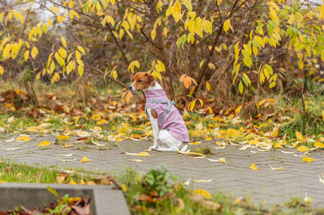 Kleiner Hund mit rosa Mantel sitzt auf einem mit Herbstblättern bedeckten Weg.
