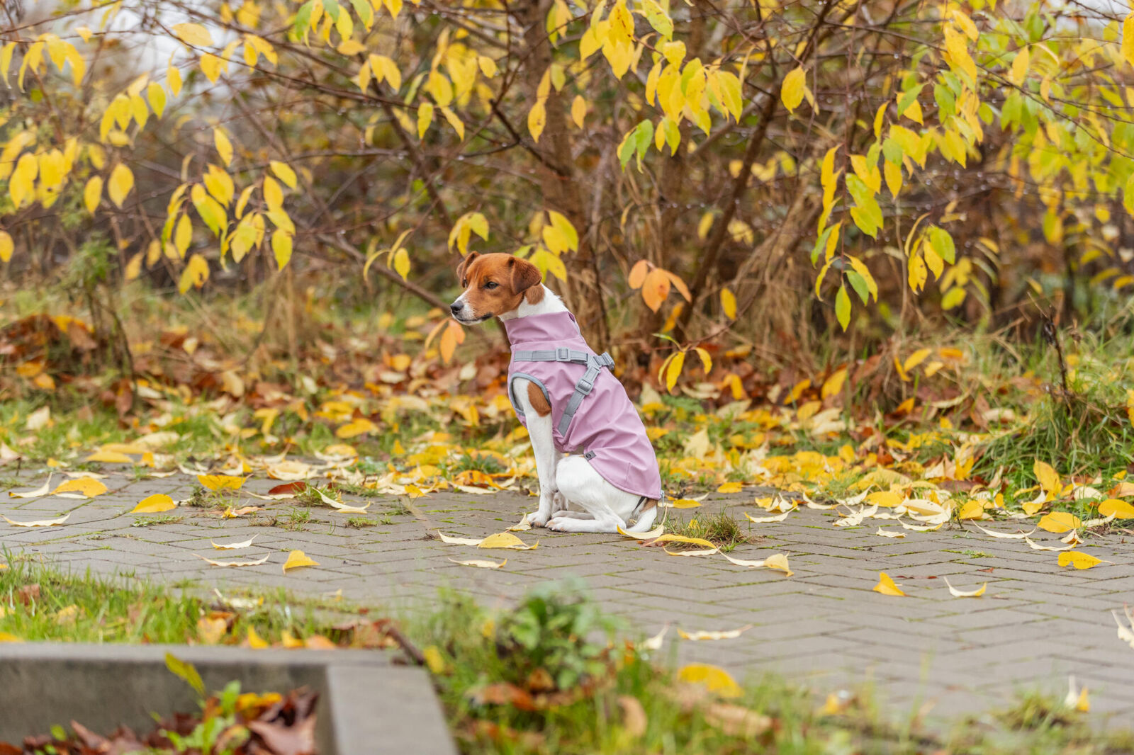 Kleiner Hund mit rosa Mantel sitzt auf einem mit Herbstblättern bedeckten Weg.