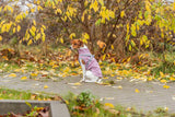 Kleiner Hund mit rosa Mantel sitzt auf einem mit Herbstblättern bedeckten Weg.