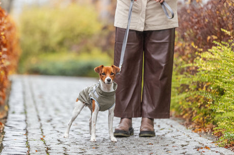 Kleiner Hund mit grauem Mantel steht an Leine auf einem gepflasterten Weg.