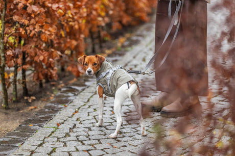Kleiner Hund mit beigem Mantel an Leine auf nassem, gepflastertem Weg neben Person.