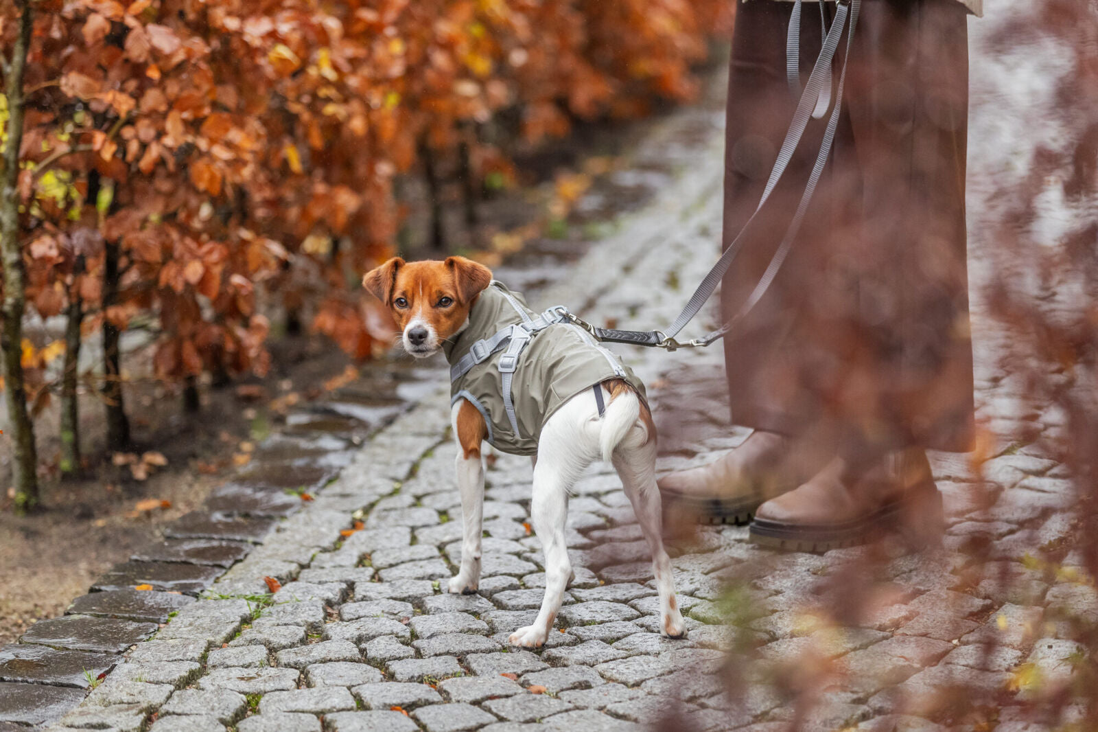 Kleiner Hund mit beigem Mantel an Leine auf nassem, gepflastertem Weg neben Person.