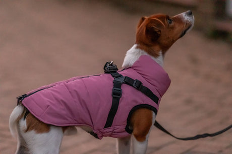 Hund mit weißem und lila Mantel sitzt auf einer gepflasterten Straße bei Sonnenuntergang.