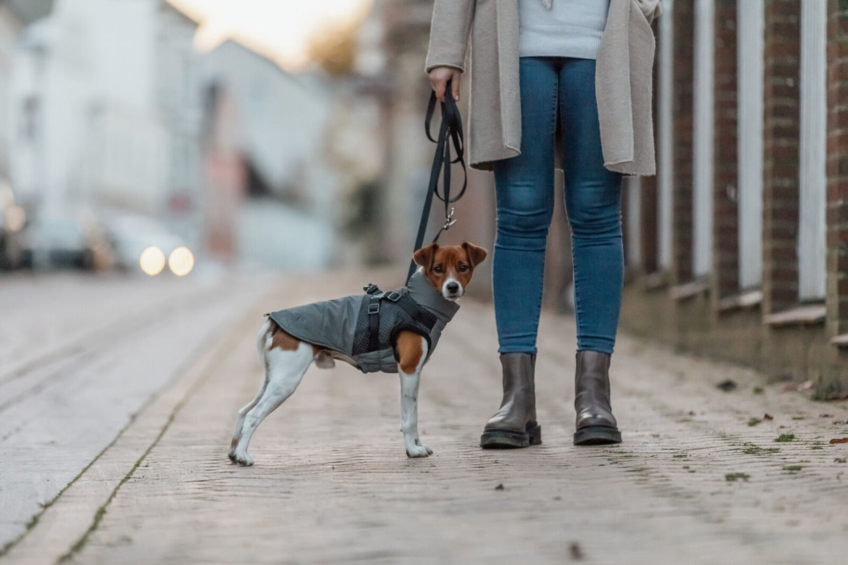 Kleiner Hund mit grauem Mantel und Leine steht neben Person auf einem gepflasterten Gehweg.