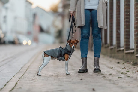 Kleiner Hund mit grauem Mantel und Leine steht neben Person auf einem gepflasterten Gehweg.
