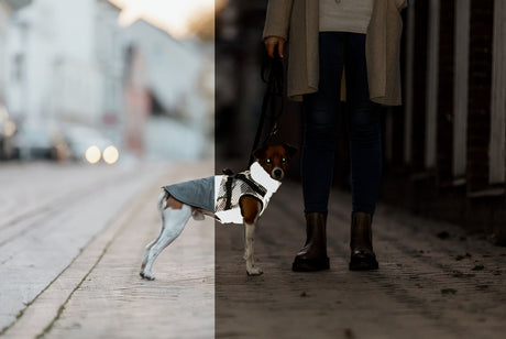 PHO_IMAGE_DOG_JackRussellTerrier-Hugo-Geschirrmantel-Pontis-Reflect-Strasse-hell-dunkel-1