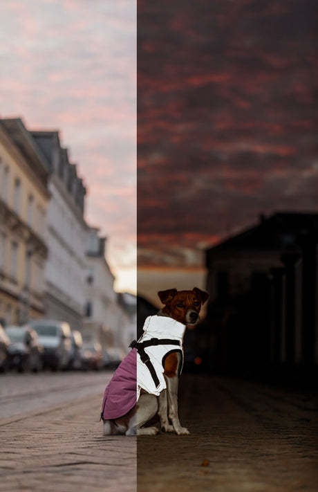 Hund mit weißem und lila Mantel sitzt auf einer gepflasterten Straße bei Sonnenuntergang.