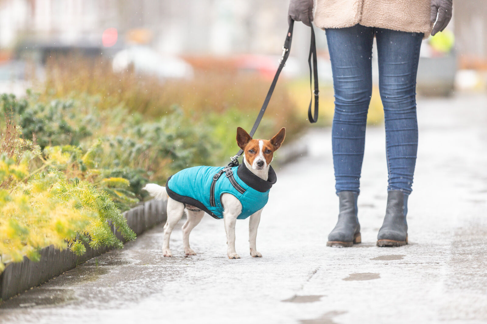 Ein kleiner Hund mit grüner Jacke steht auf einem Gehweg neben einer Person.