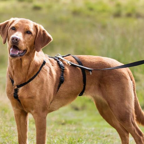 Hund mit braunem Fell in schwarzem Geschirr steht an Leine auf grünem Gras.