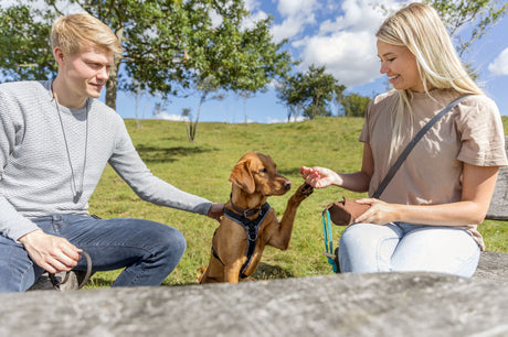 Ein Hund hebt seine Pfote zu einer Person hoch, während eine andere Person ihn streichelt.