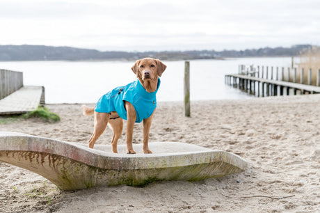 Hund mit blauem Mantel steht auf Stein am Strand vor einem See.