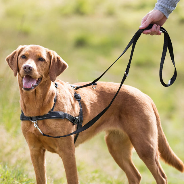 Ein Hund an schwarzer Leine und Geschirr steht auf einer Wiese neben einer menschlichen Hand.