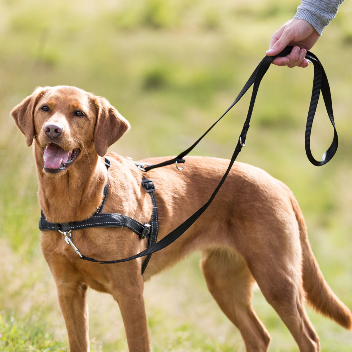 Ein Hund an schwarzer Leine und Geschirr steht auf einer Wiese neben einer menschlichen Hand.