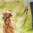 Hund mit schwarzem Halfter und Leine steht neben einer Person im Freien.
