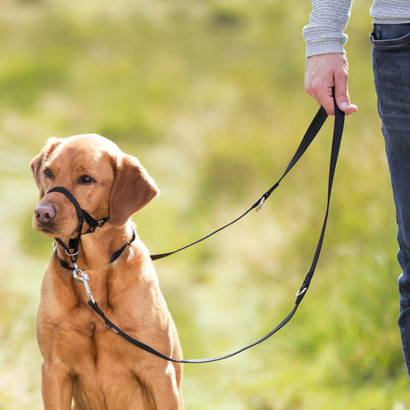 Hund mit schwarzem Halfter und Leine steht neben einer Person im Freien.