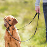 Hund mit schwarzem Halfter und Leine steht neben einer Person im Freien.
