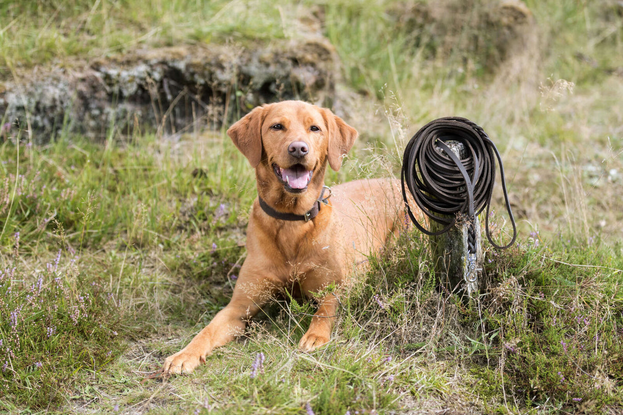 Ein brauner Hund liegt auf einer Wiese neben einer aufgerollten Leine.