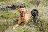 Ein brauner Hund liegt auf einer Wiese neben einer aufgerollten Leine.