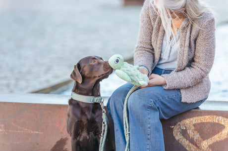 Ein brauner Hund sitzt neben einer Person und beschnuppert ein grünes Plüschspielzeug.