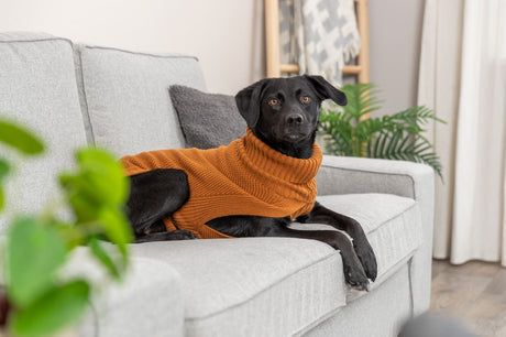 Schwarzer Hund im orangefarbenen Pullover liegt auf grauem Sofa im Wohnzimmer.
