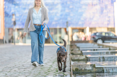 Eine Person führt einen braunen Hund an einer blauen Leine neben einem Wasserlauf spazieren.