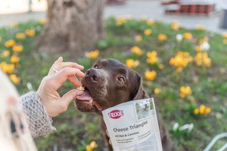 Ein Hund wird mit einem Trixie Cheese Triangles Snack gefüttert, umgeben von blühenden Blumen.