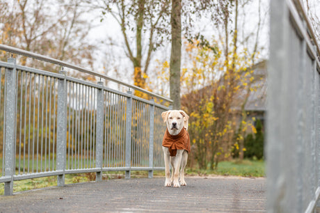 Hund in brauner Jacke steht auf einer Brücke aus Metall vor herbstlicher Kulisse.