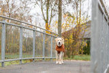 Hund in brauner Jacke steht auf einer Brücke aus Metall vor herbstlicher Kulisse.