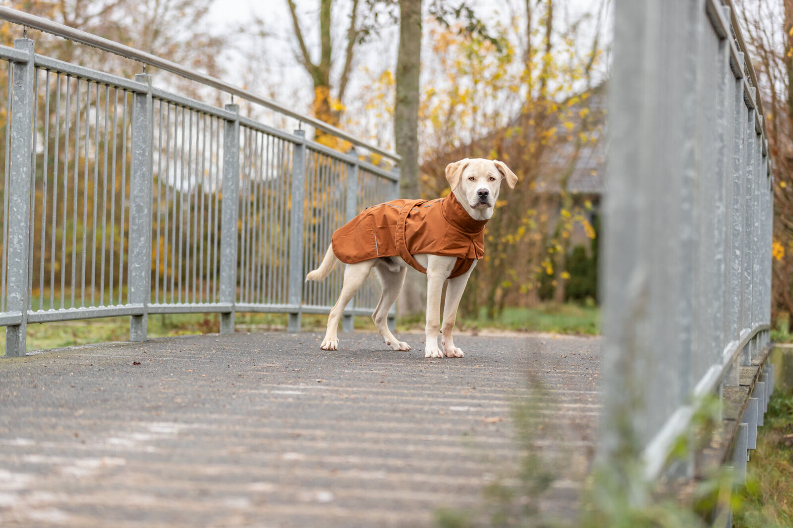 Hund mit braunem Mantel steht auf einer Brücke vor herbstlicher Kulisse.