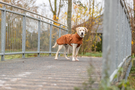 Hund mit braunem Mantel steht auf einer Brücke vor herbstlicher Kulisse.